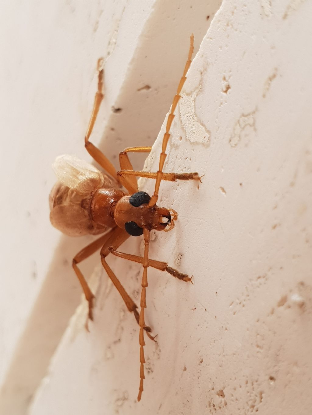 Vesperidae?  S, Vesperus luridus